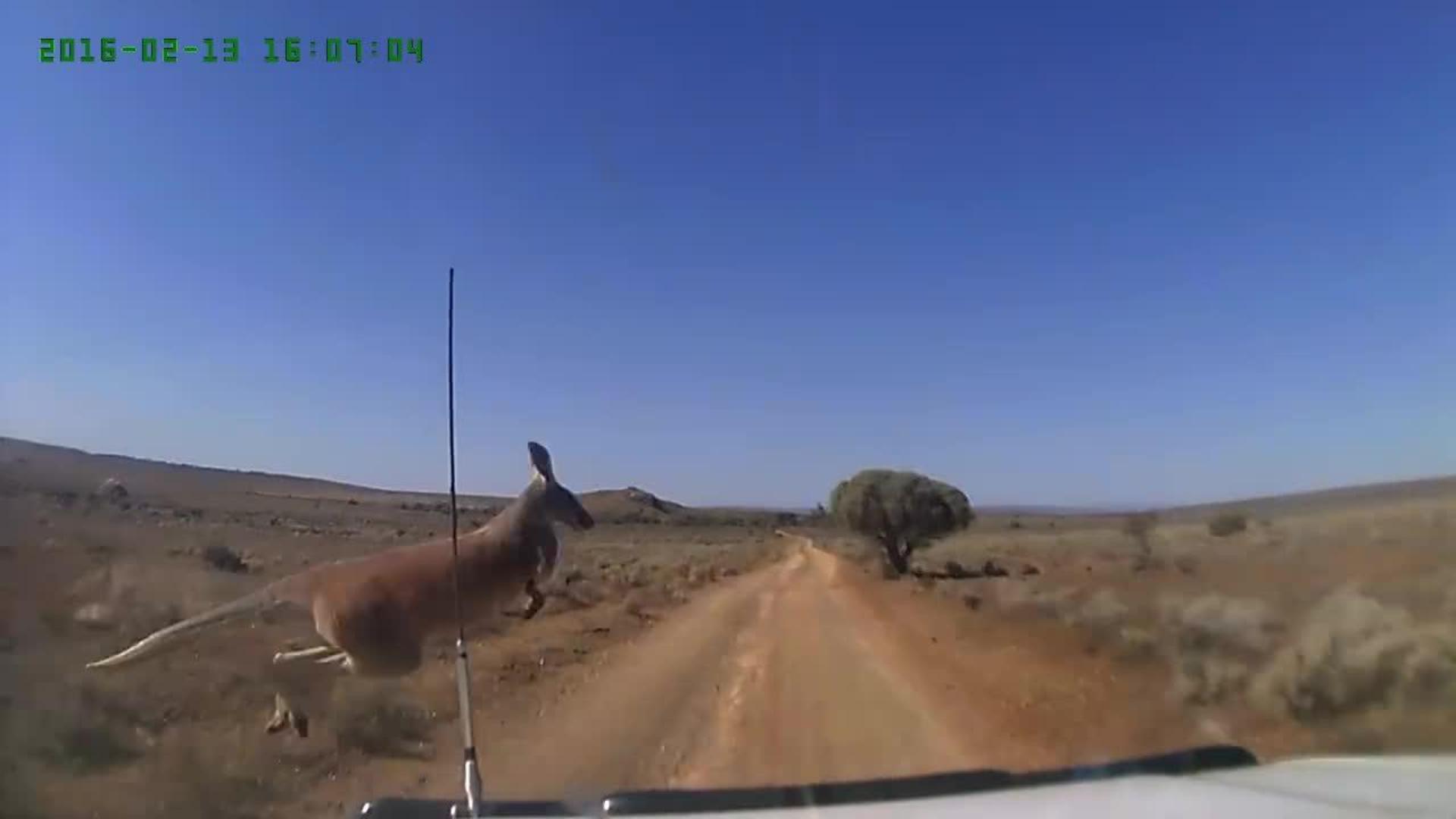 Buffalo Runs Straight into Car Jukin Media Inc