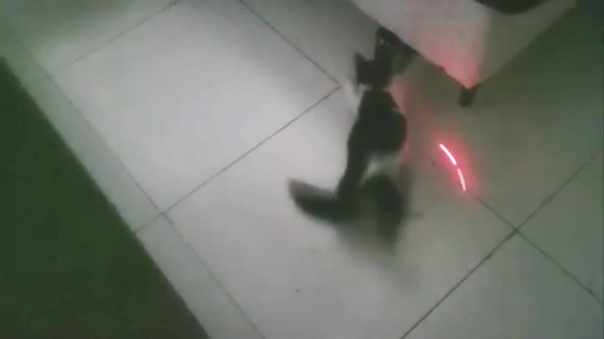 Cat Chases Laser Pointer Over Couch Jukin Media Inc
