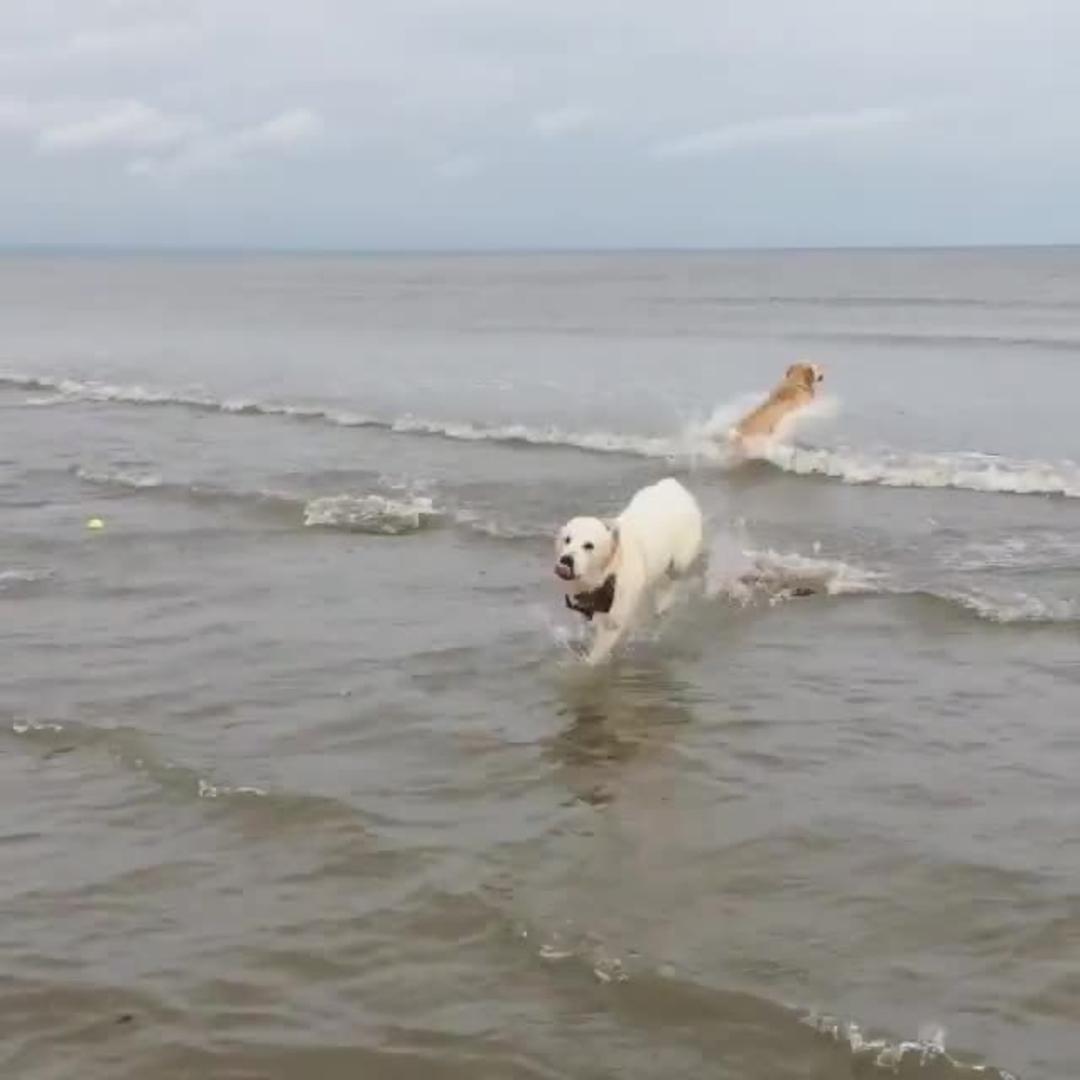 Dog Hops into Ocean Jukin Licensing