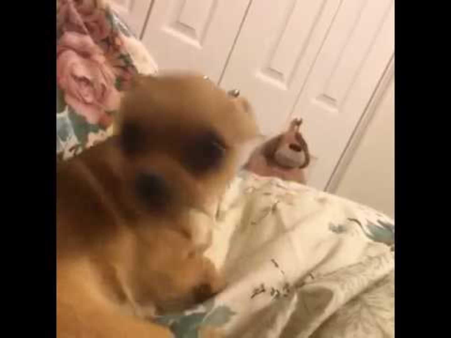 Dog Shaking It Jukin Media Inc