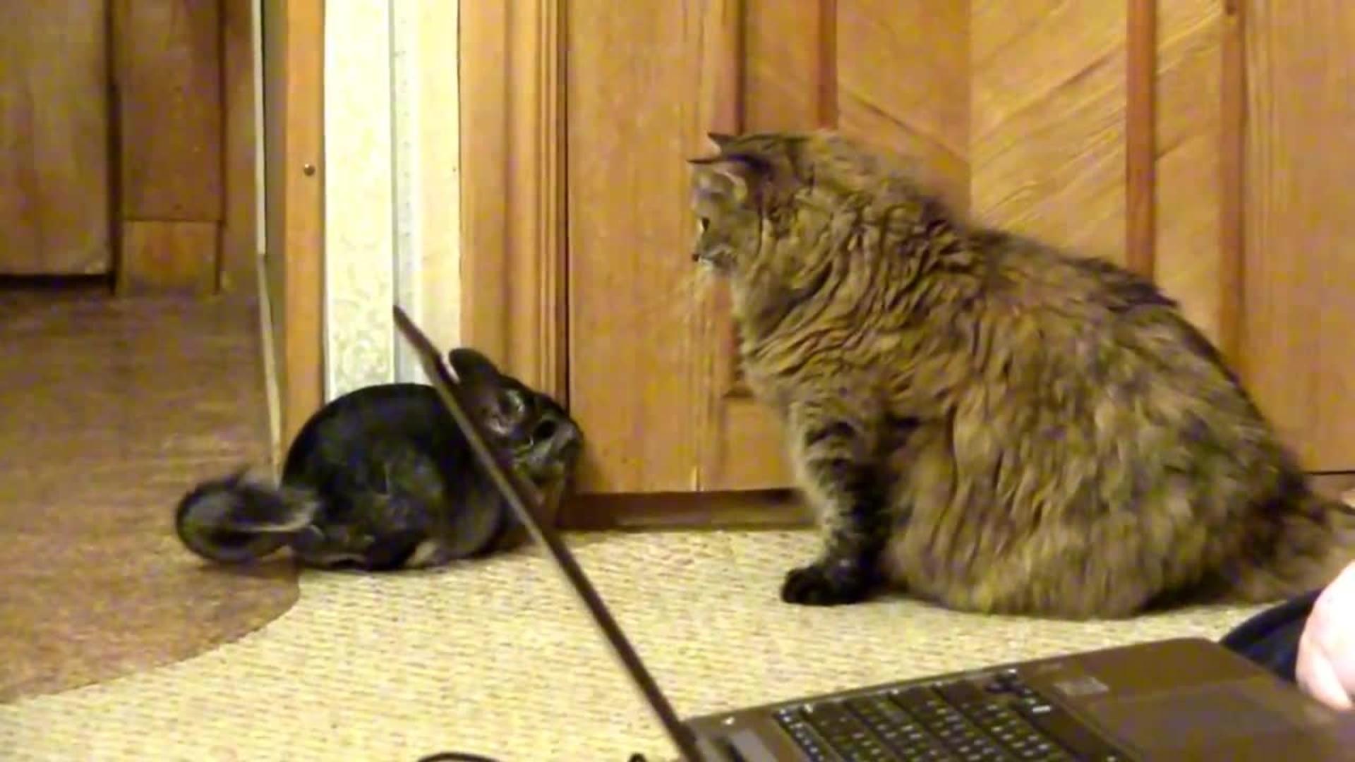 Cat and Dog Play Fight Jukin Media Inc