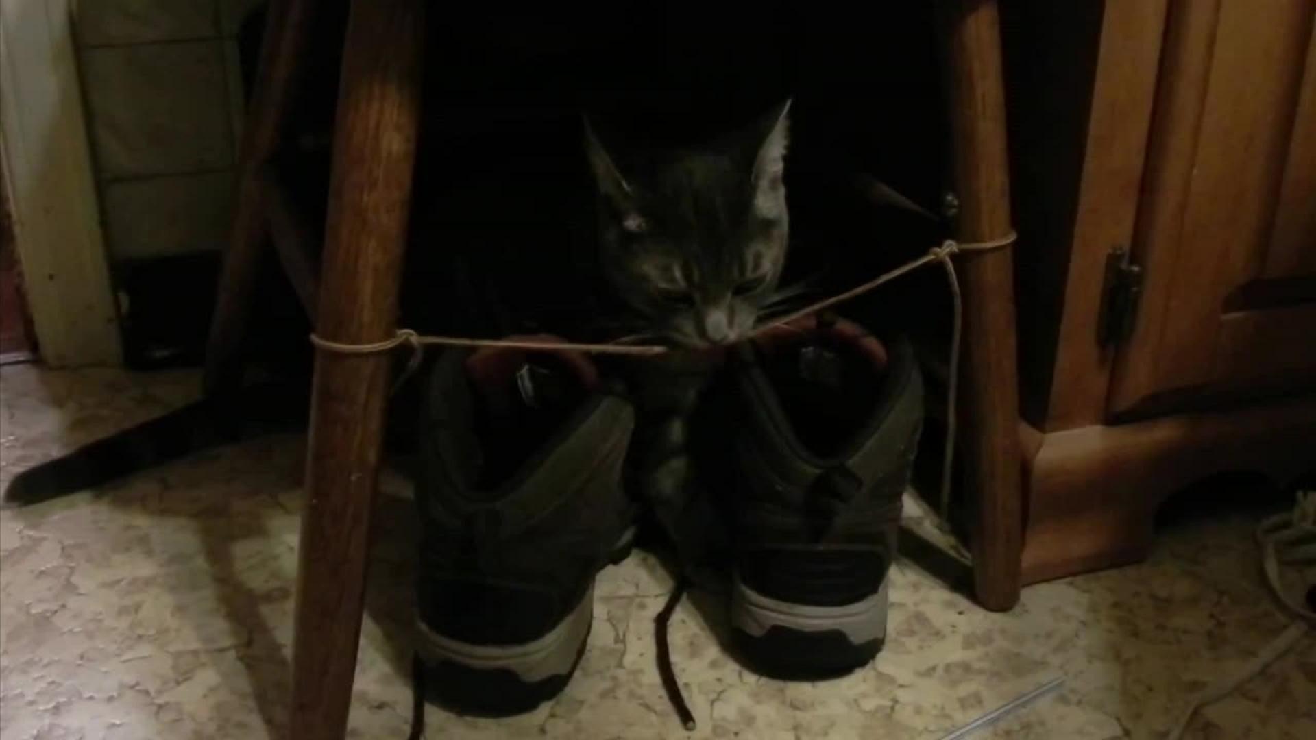 Cat Tries Climbing on Bathroom Clotheslines Jukin Media Cat Tries Climbing on Bathroom Clotheslines Jukin Media