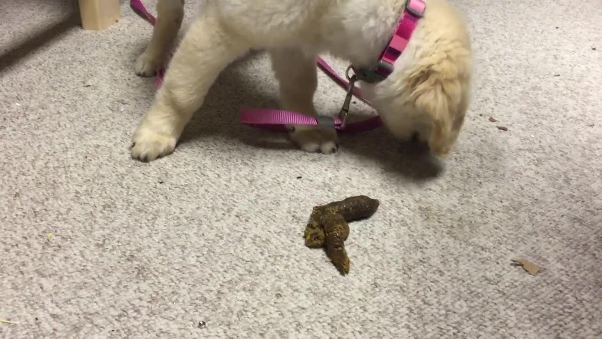 Dog Accidentally Steps on Puppy's Poop Jukin Media Inc