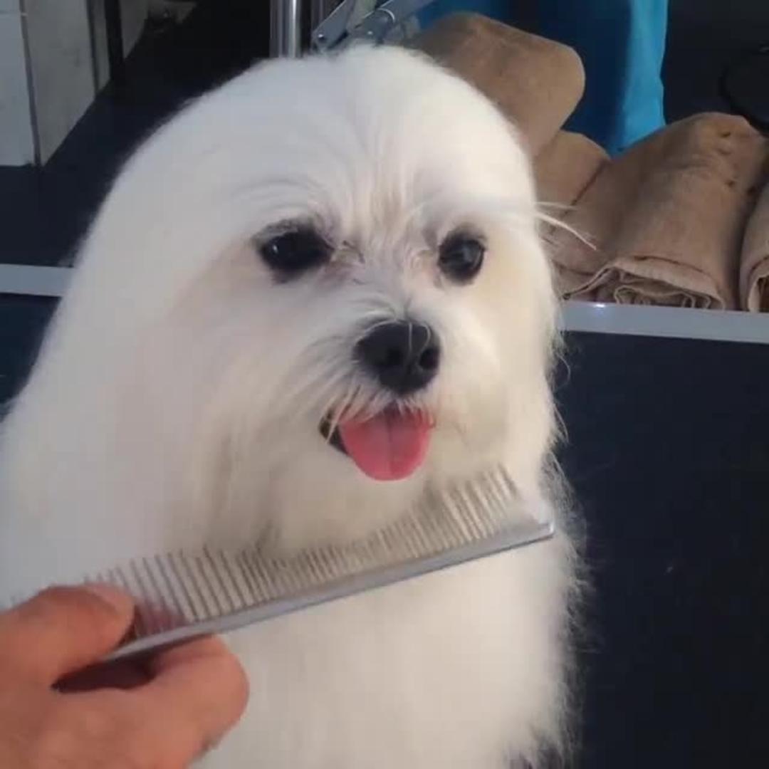 Dog Flaps Ears while Being Groomed Jukin Licensing