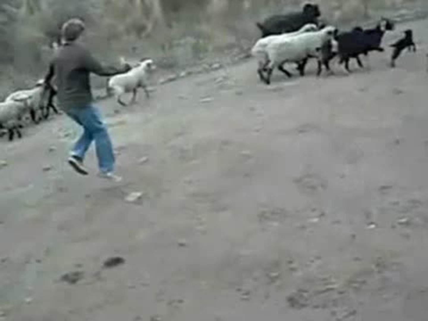 Toddler Attempts to Scare Goat but Gets Scared of Them Instead Jukin