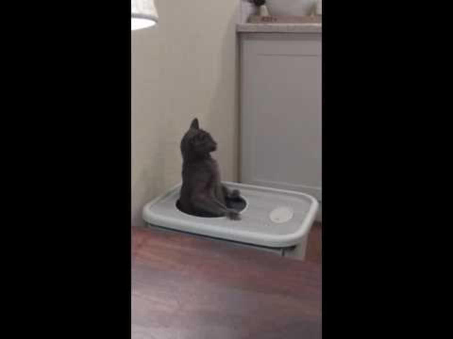 Cat Poops in Awkward Position Jukin Licensing