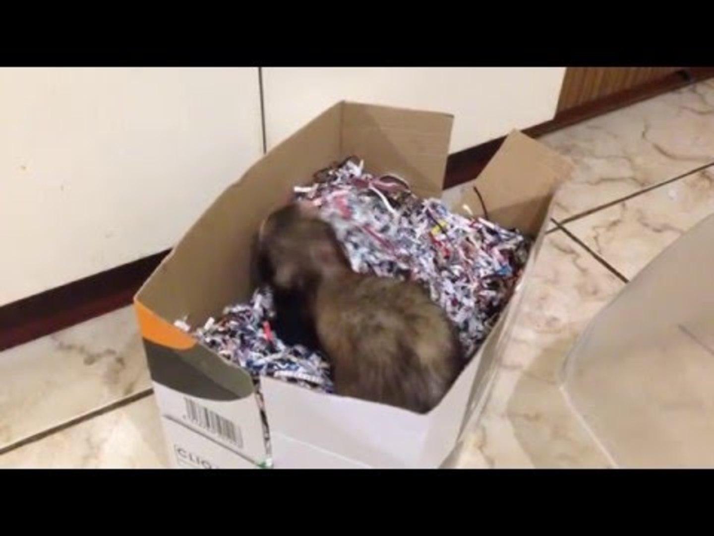 Ferret Has Sneezing Fit Jukin Licensing