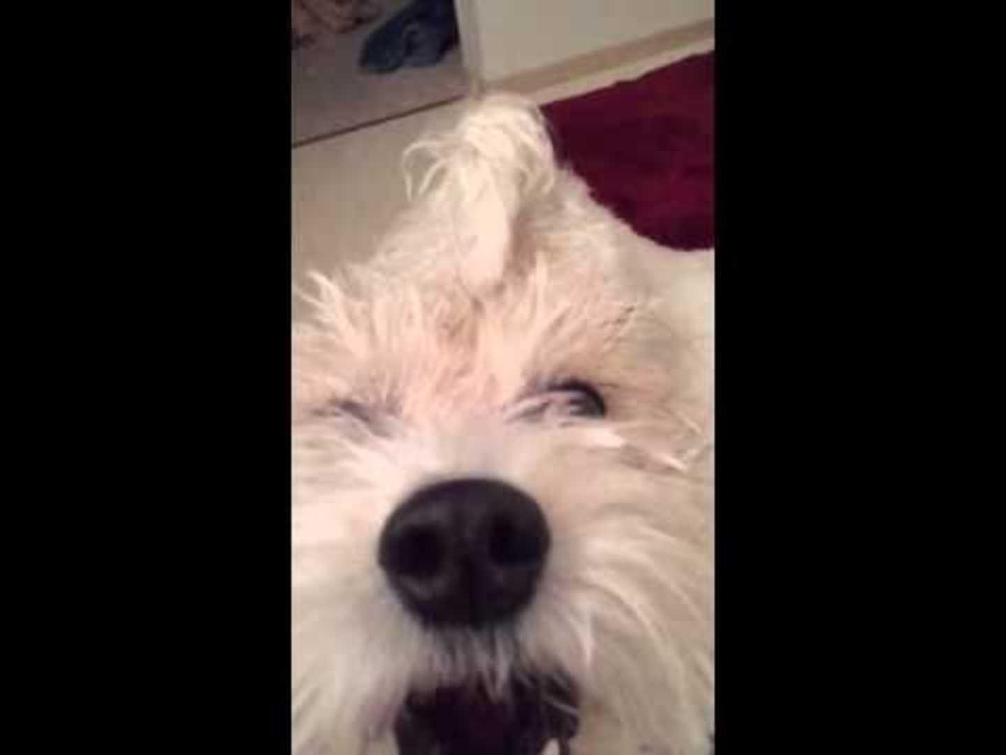 Dog Barks at Hair Dryer Jukin Licensing