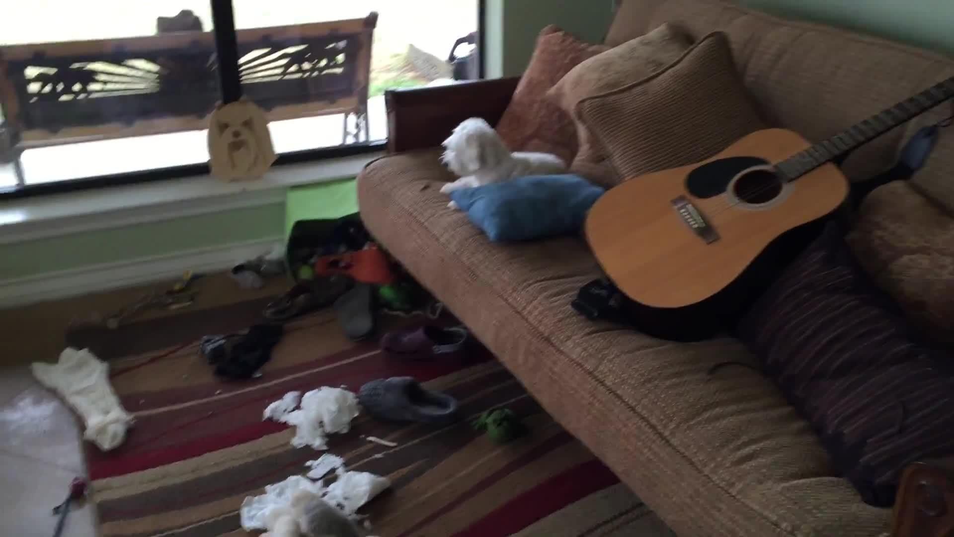 Dog Gets Stuck in Garbage Can Lid Jukin Media Inc