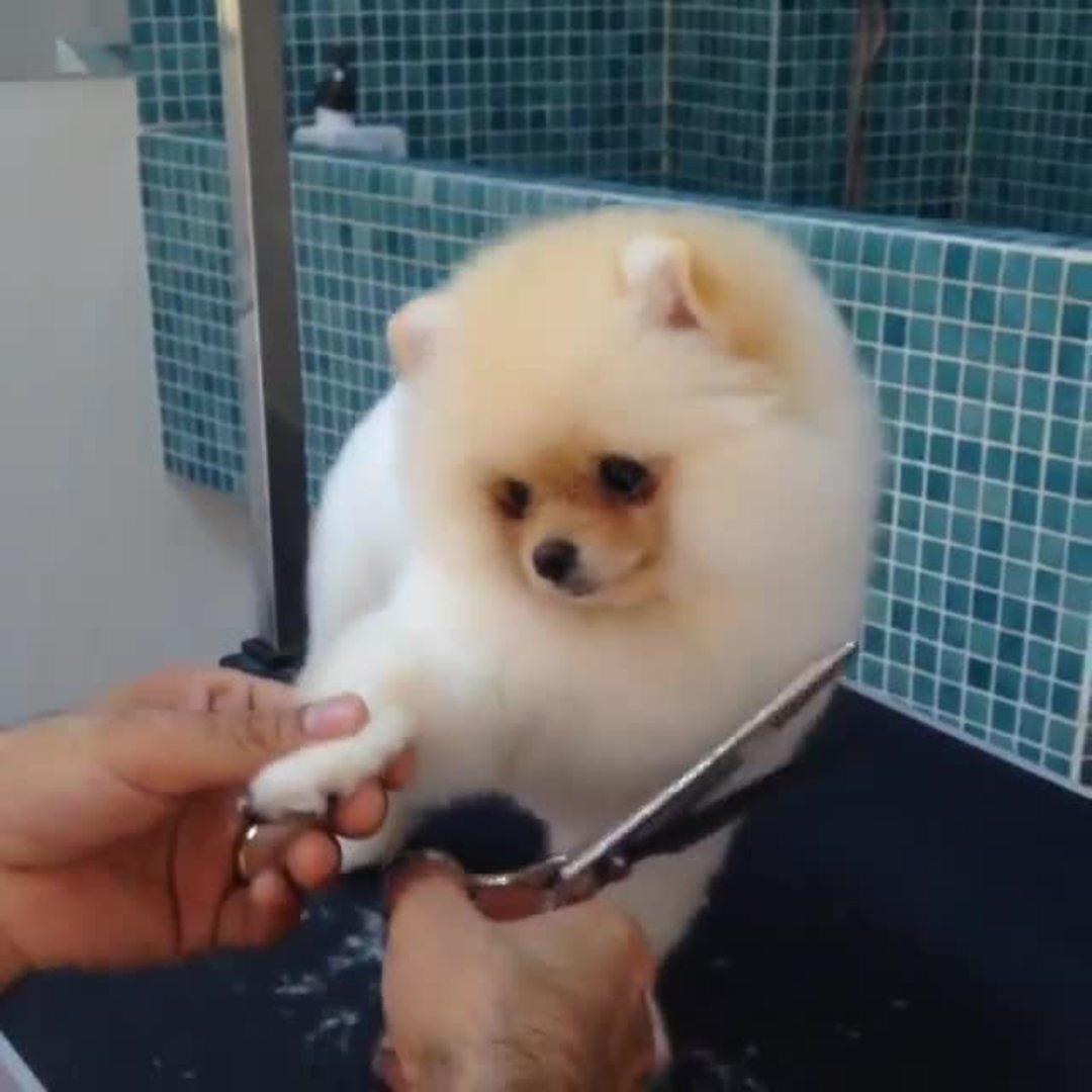 Fluffy Dog Gets Trimmed Jukin Media Inc