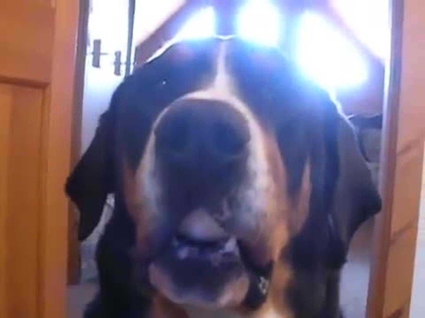 Dog Holds Egg in Mouth then Drops it on Floor Jukin Licensing