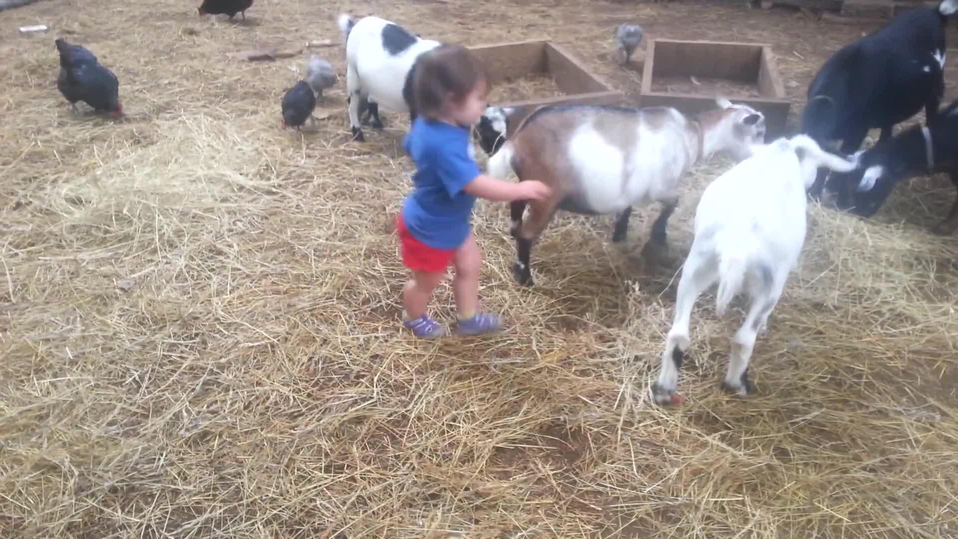 Goat Head Butts Kid Jukin Media Inc