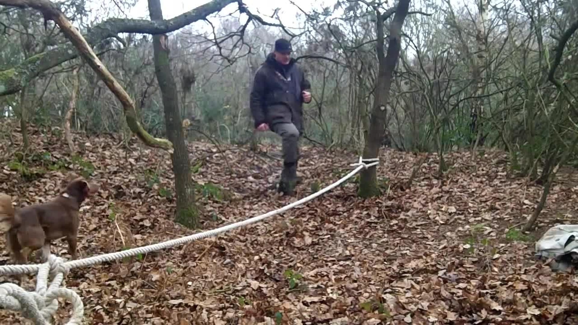 Dog Is a Natural at Slacklining Jukin Licensing