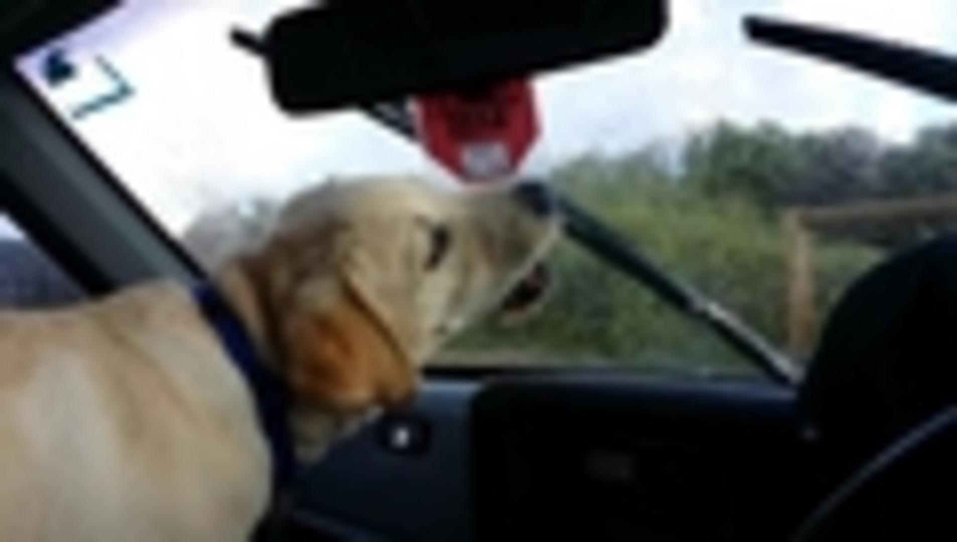 Confused Dog Tries to Eat Windshield Wipers Jukin Licensing