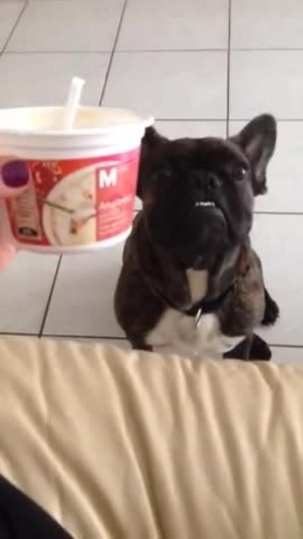 French Bulldog Cries for Ice Cream Jukin Licensing