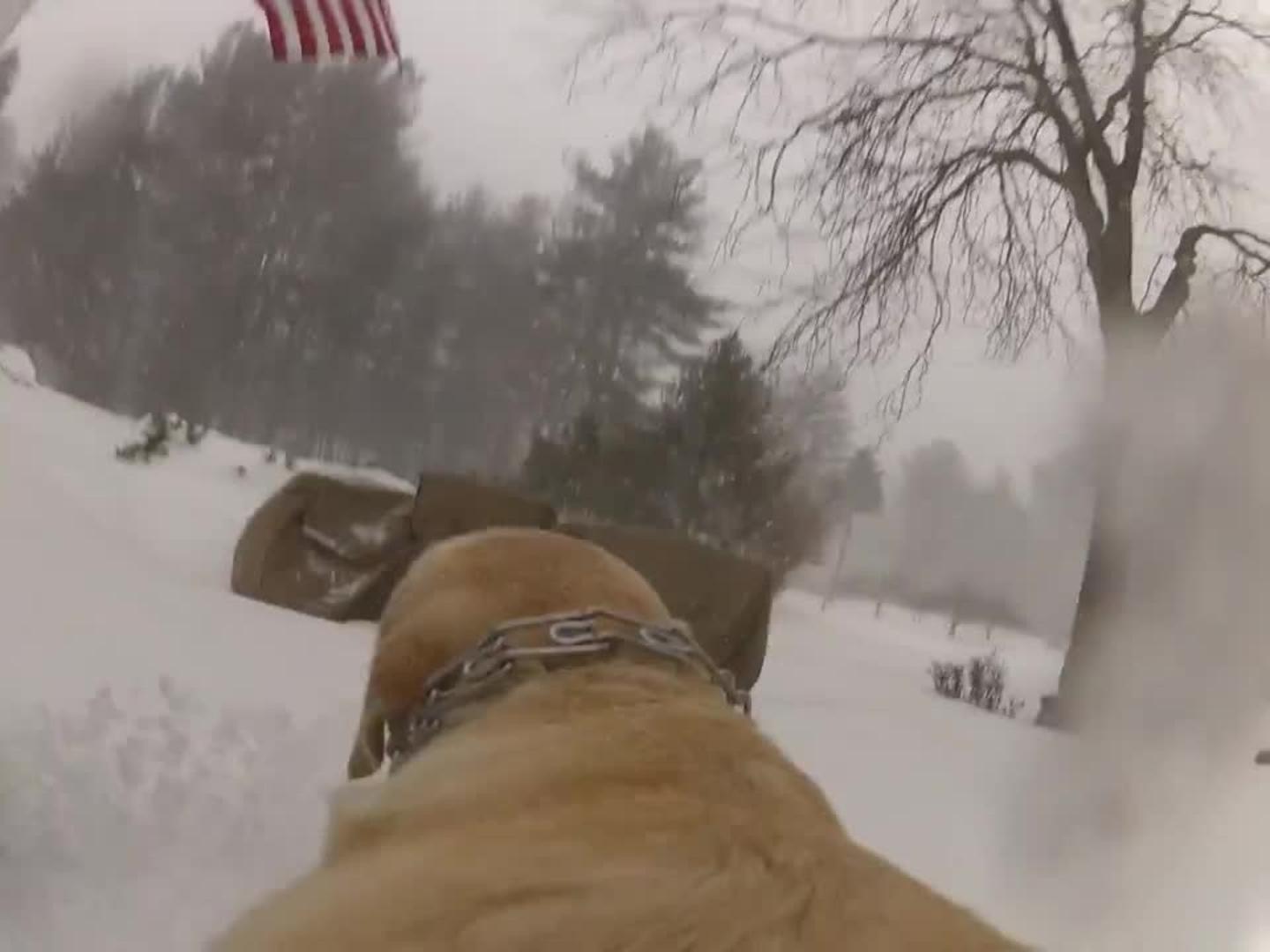 Dog Plows Through Snow Jukin Media Inc
