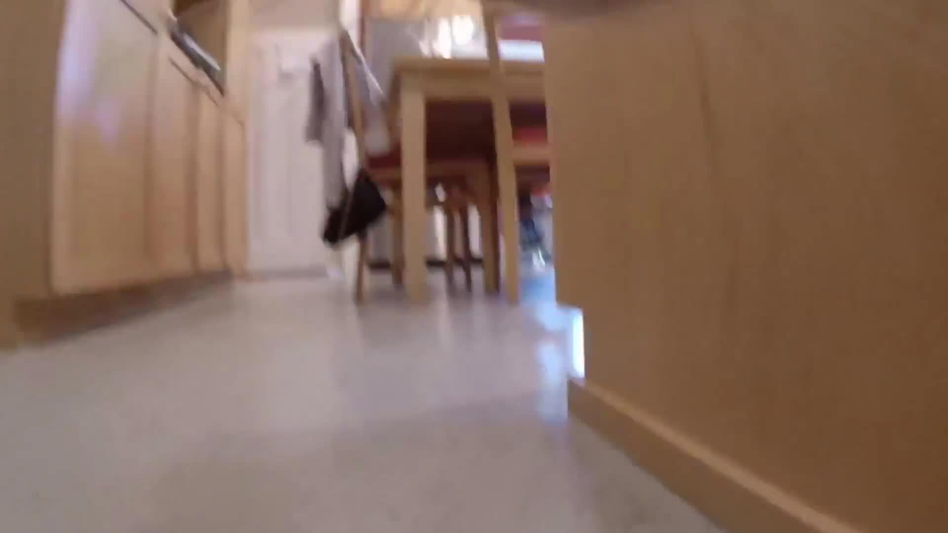 Cat Walks Around with GoPro Attached to Collar Jukin Licensing