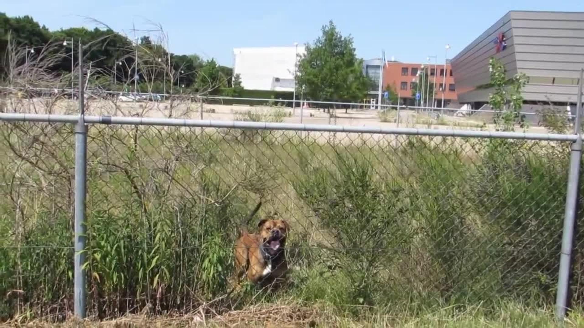 Dog Jumps Over Fence for Treat Jukin Licensing