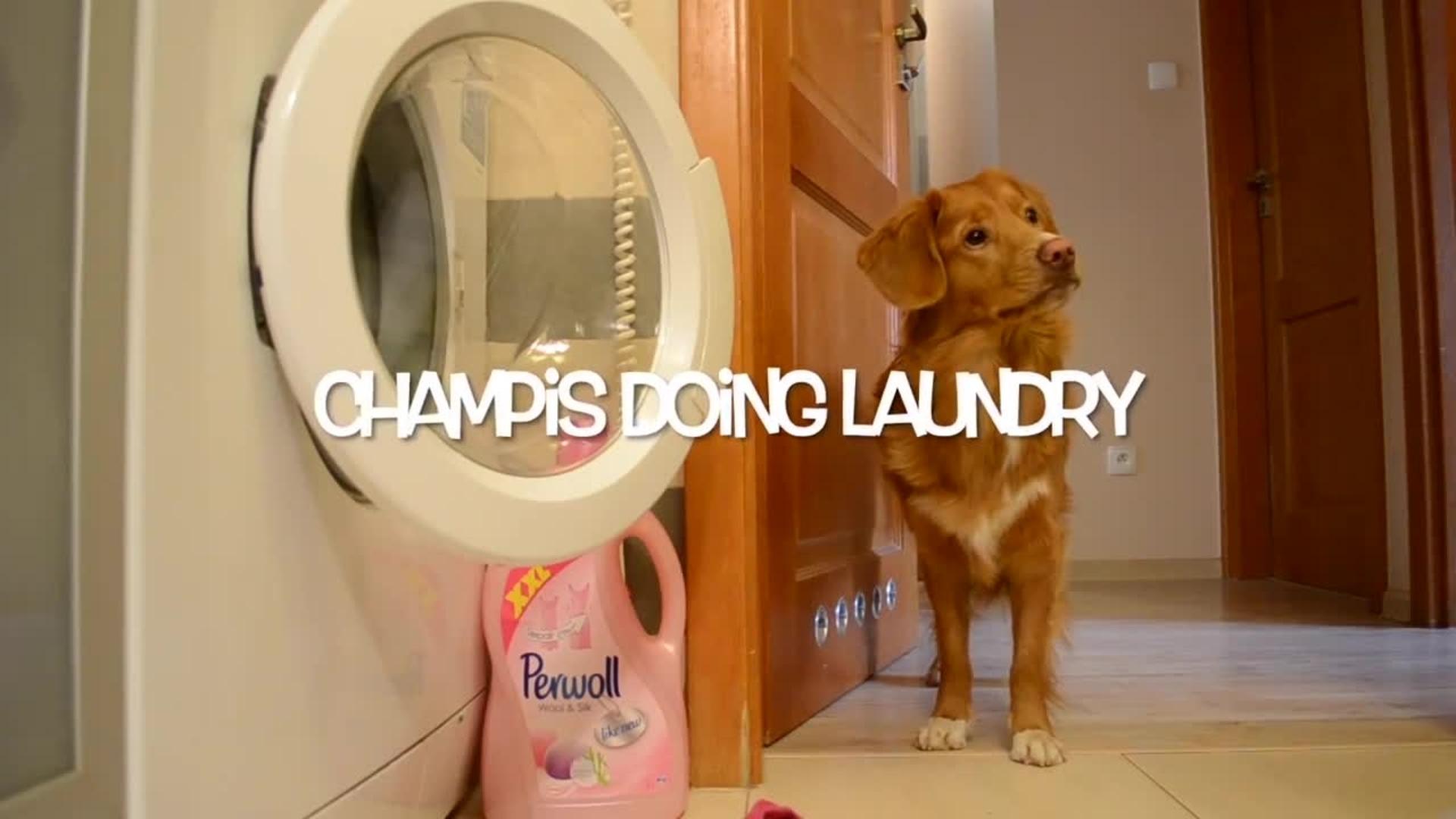 Smart Dog Does Laundry in a Washing Machine Jukin Media Inc