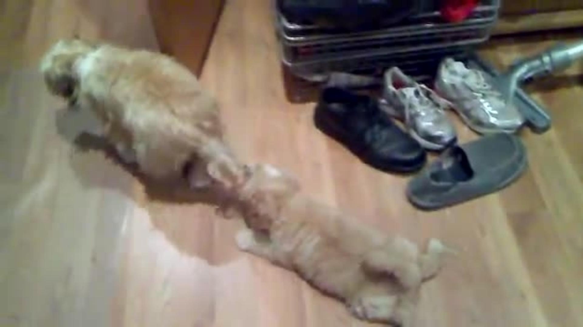 Puppy Grabs onto Tail of Older Dog Jukin Licensing