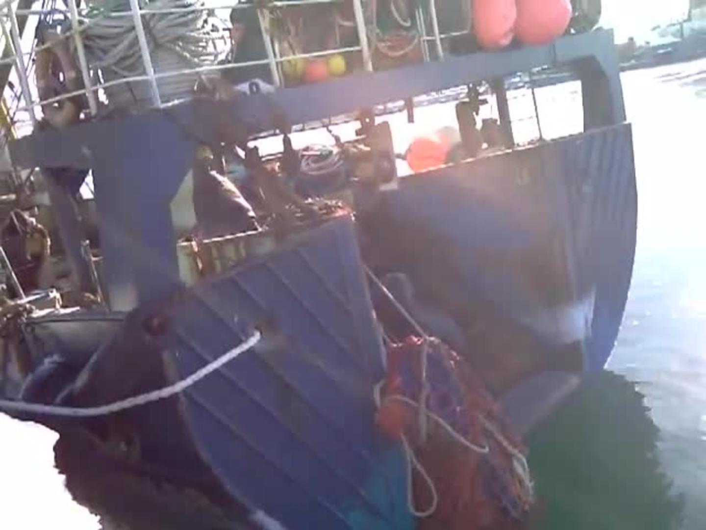 Seal Throws Annoying Dog Off Boat Jukin Licensing