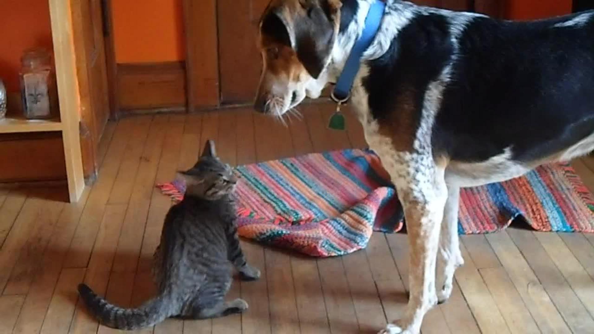 Cat and Golden Retriever Play Fight Jukin Media Inc