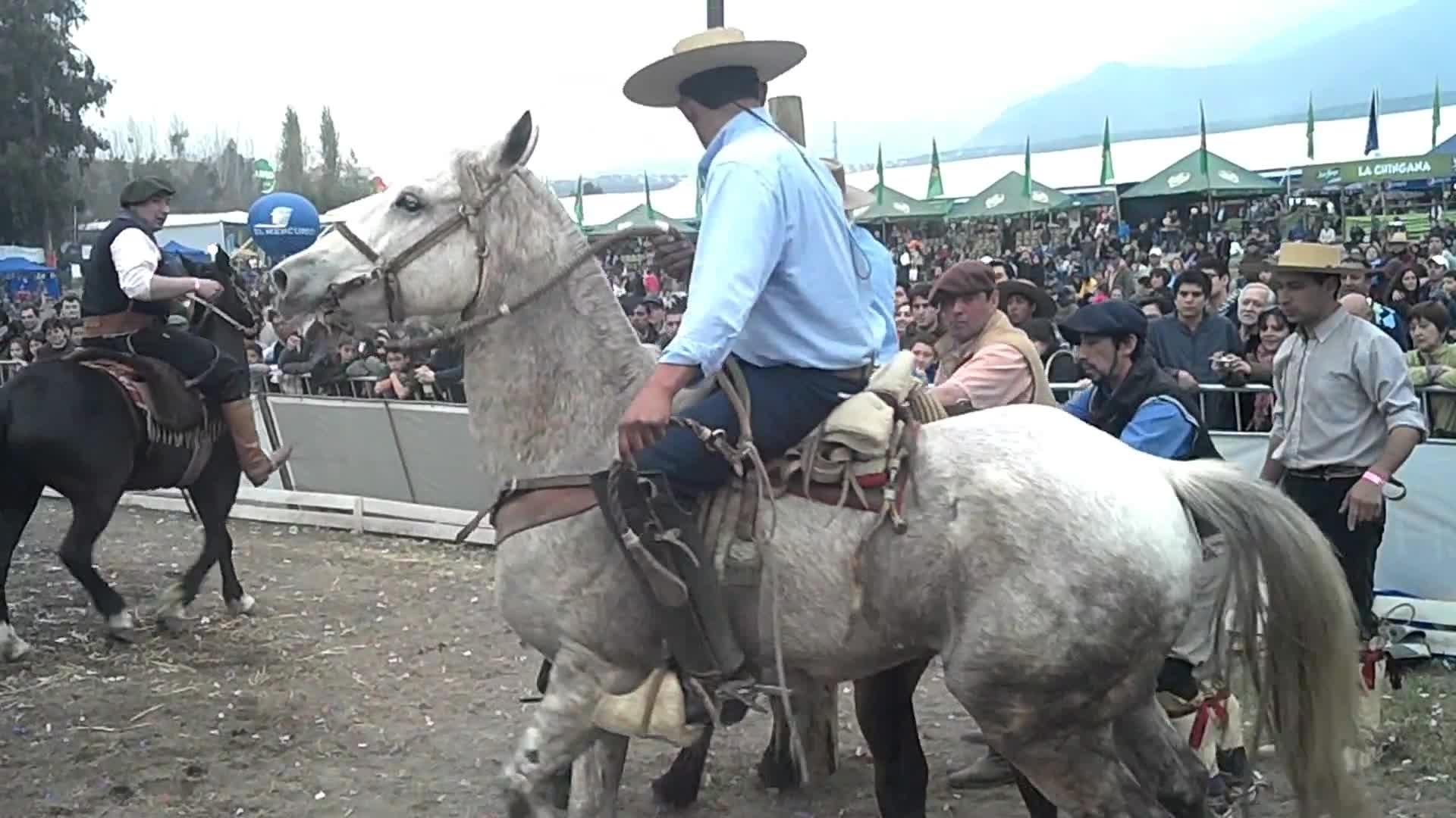 Horse Humping Rider Falls | Jukin Media Inc