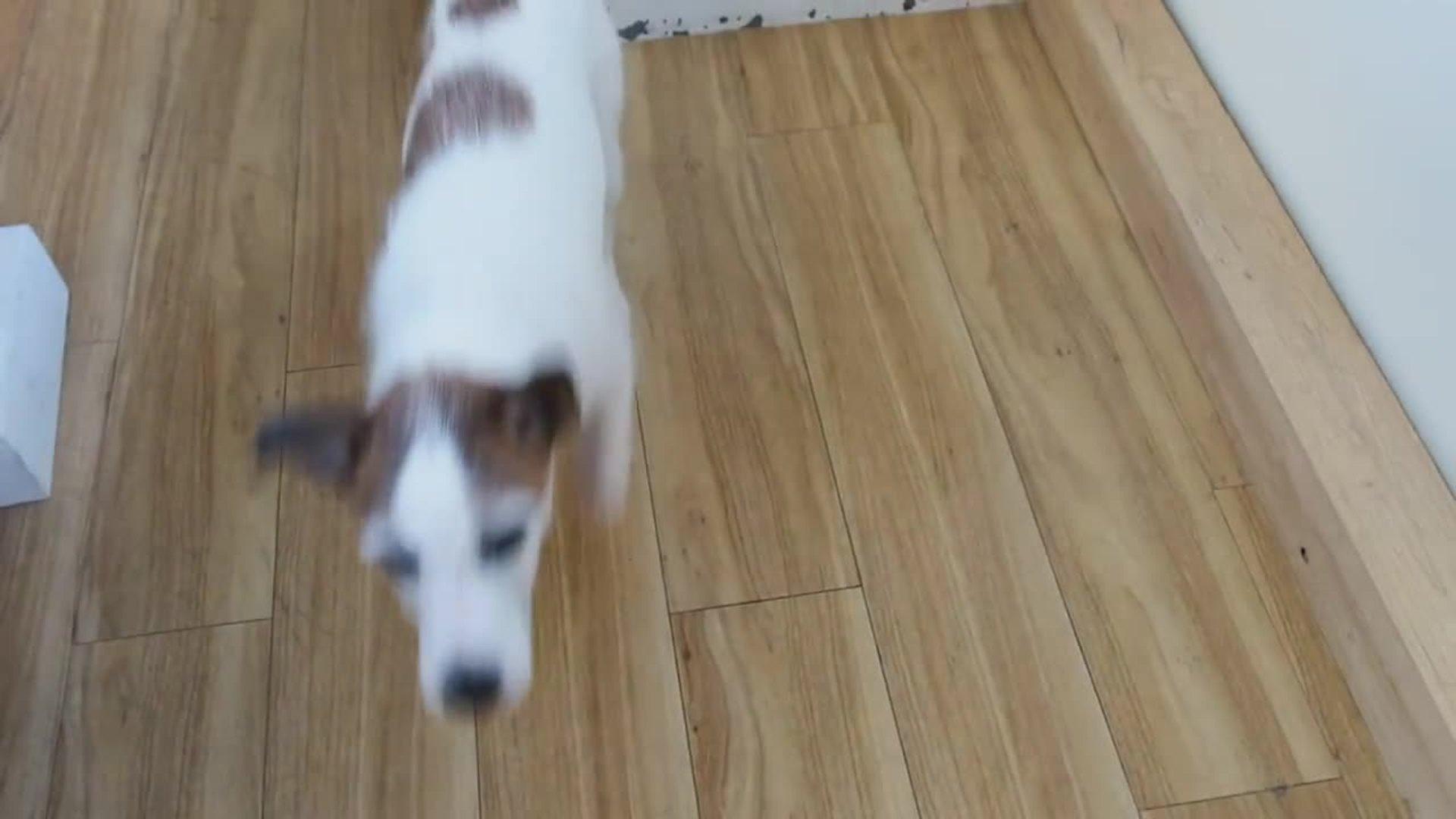 Dogs Cover Nose For Treats Jukin Media Inc