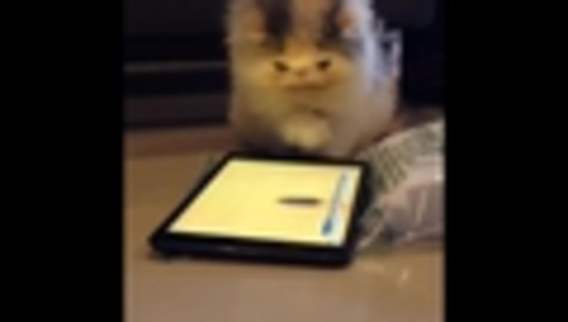 Fluffy Cat Plays with Mouse On iPad Screen Jukin Licensing