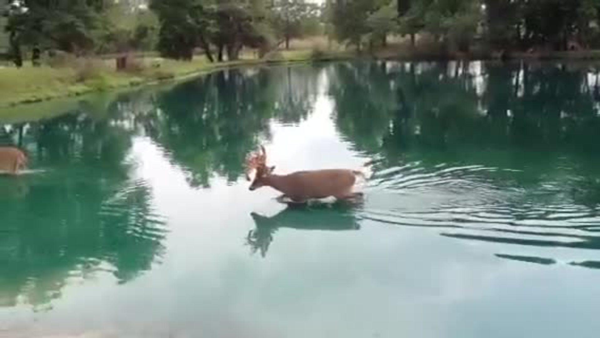 Whitetail Deer Walk Across Pond Jukin Media Inc