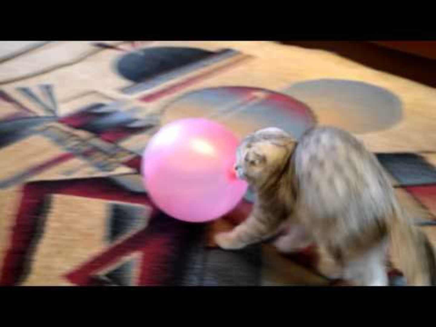 Cat Drags Butt on Carpet Jukin Media Inc