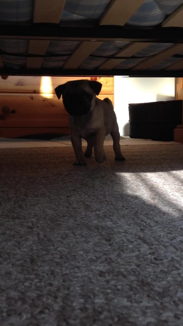 Infant Pug Charges at Camera Lens Jukin Licensing