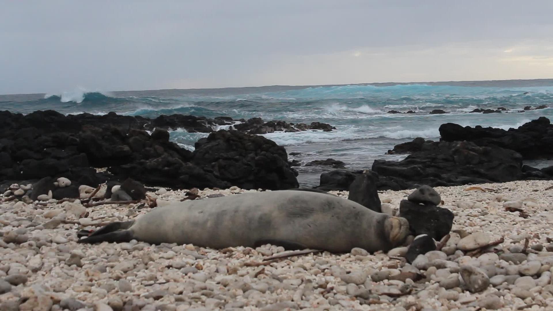 Sleeping Seal Has Sneeze Fit Jukin Licensing