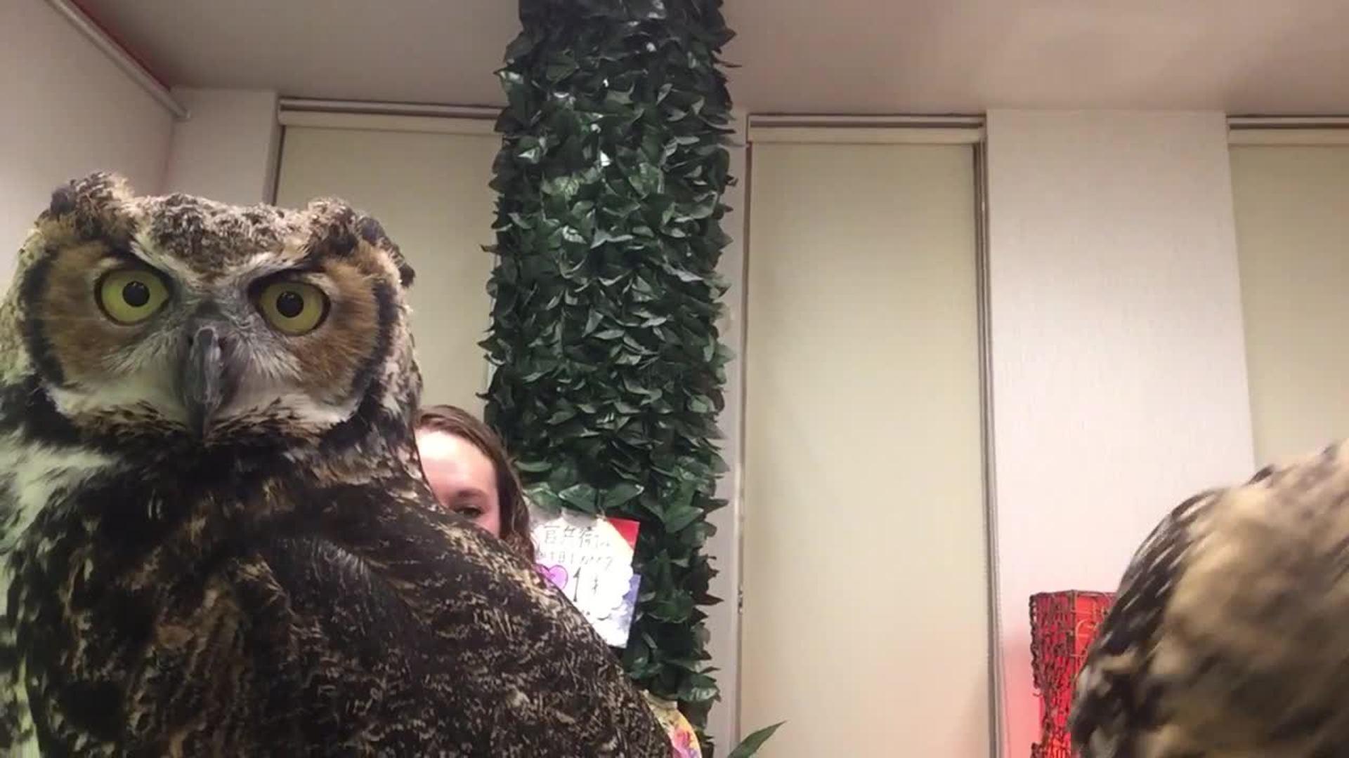 Burrowing Owls Check Out Hidden Camera Jukin Media Inc