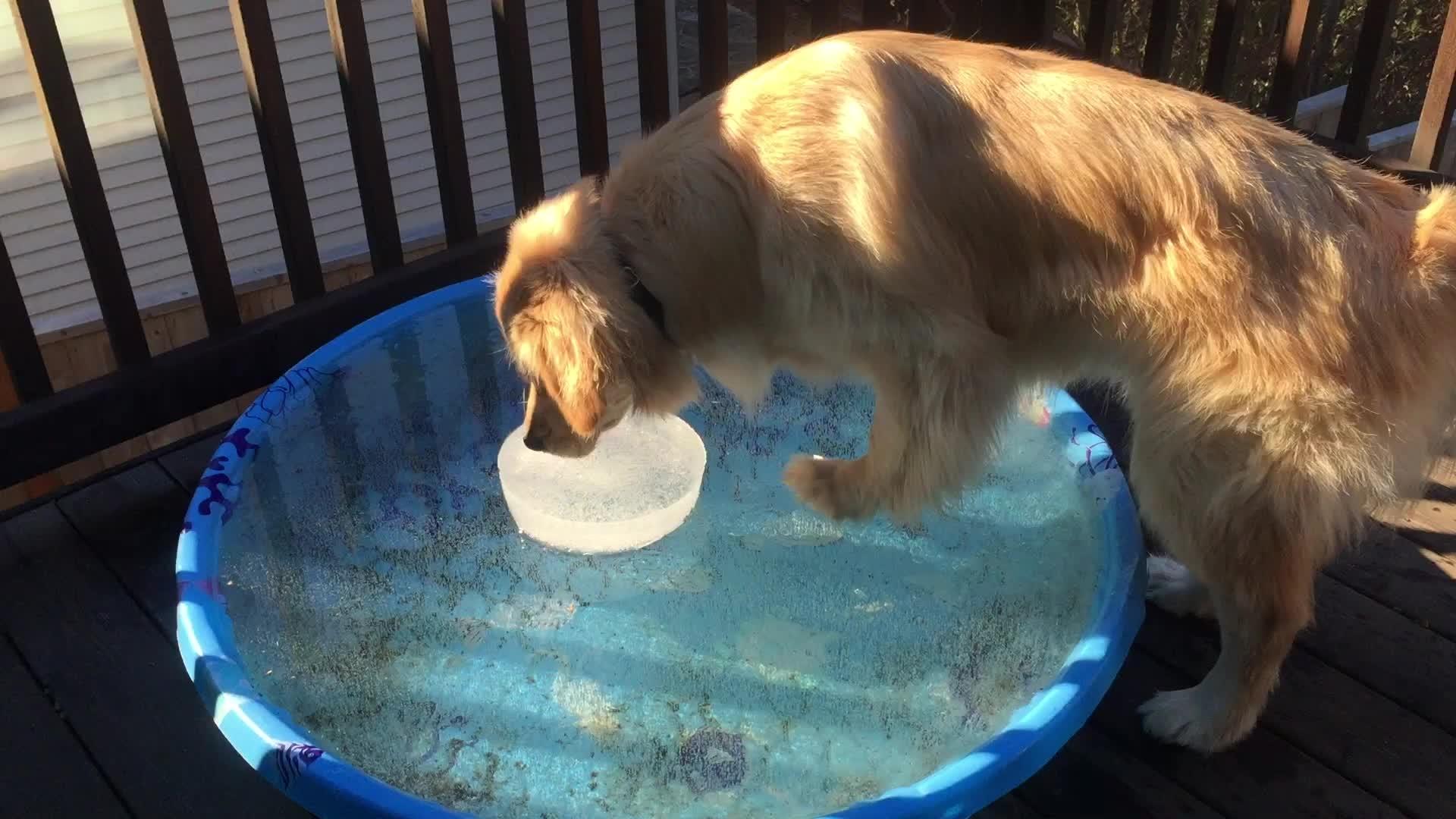 Dog Struggles to Retrieve Ball from Stream Jukin Media Inc