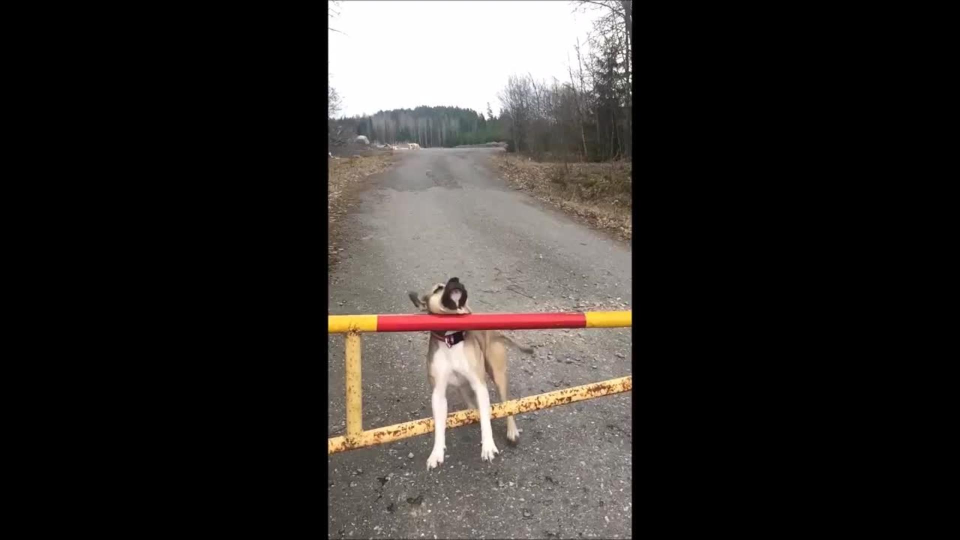 Jogger and Dog Trip over Gate Jukin Media Inc