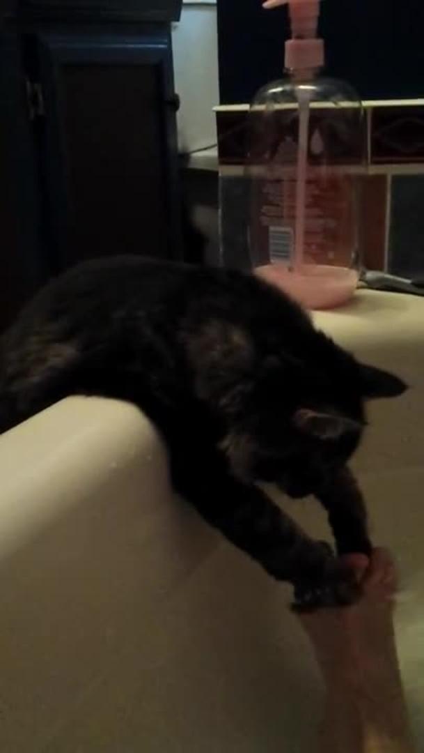 Cat Splashes Around Bathtub Water Jukin Media Inc Cat Splashes Around Bathtub Water