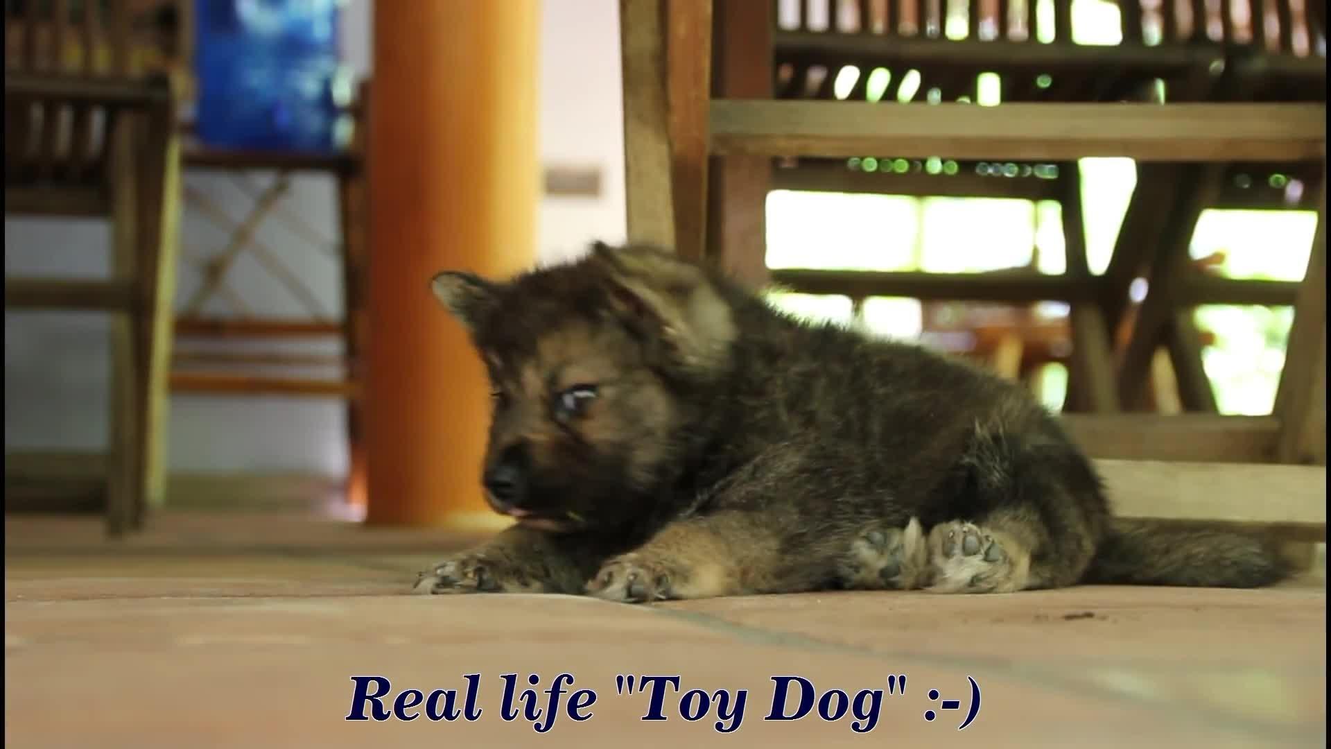 Toy Dog with Stiff Legs Jukin Licensing