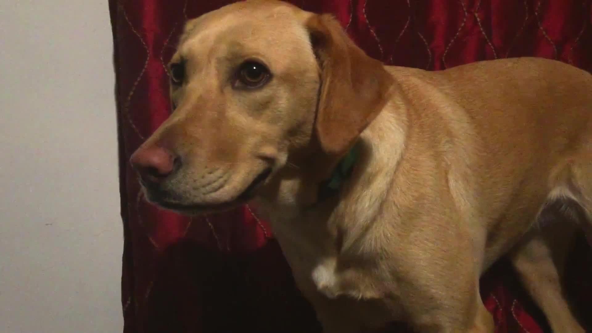 Labrador Retriever Smiles on Command Jukin Licensing