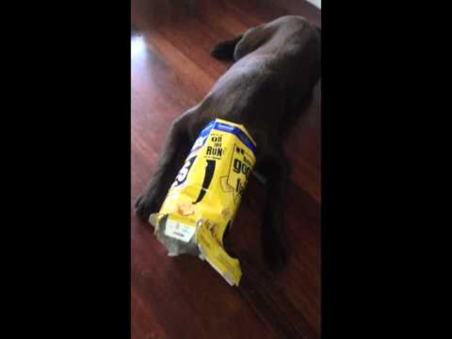Dog Gets Stuck in Garbage Can Lid Jukin Media Inc
