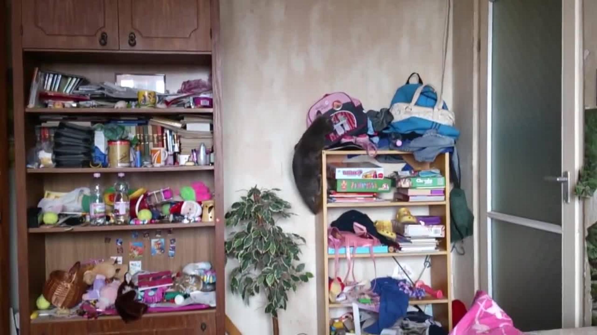Cat Falls off Bookshelf Backpack Jukin Licensing