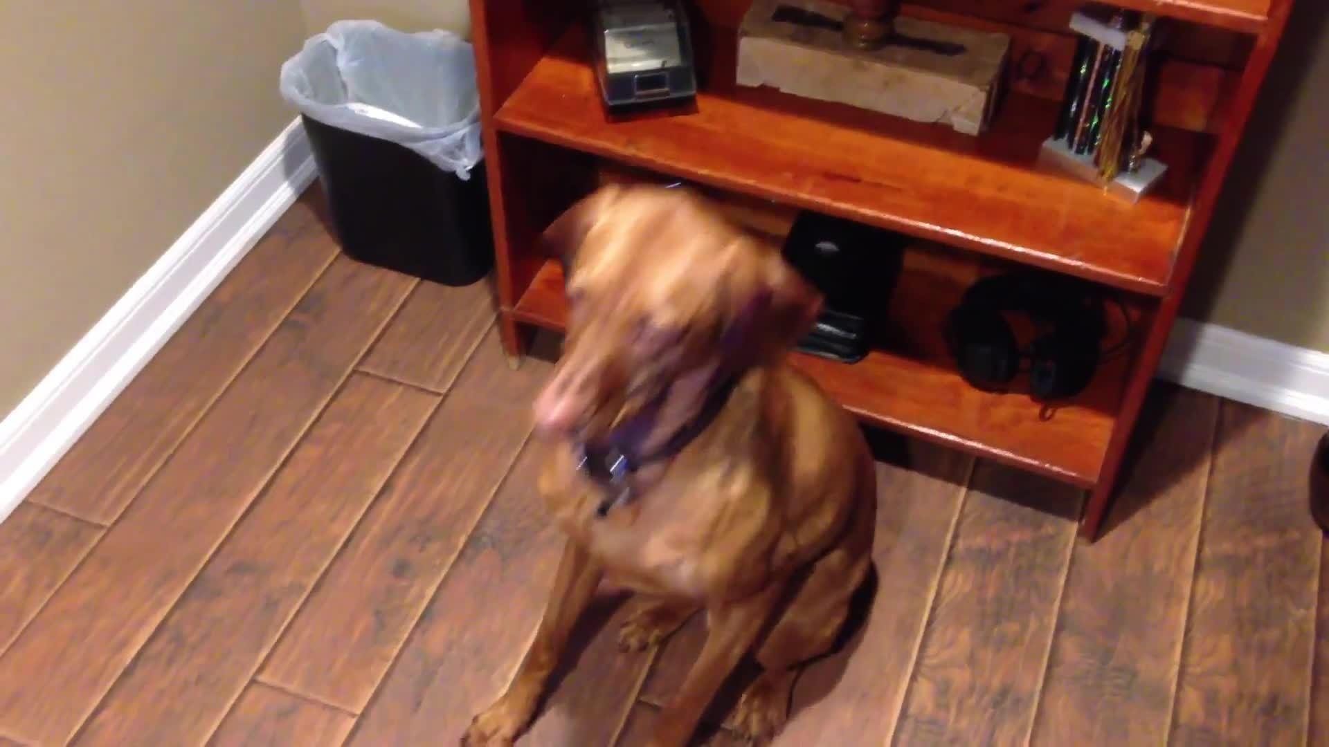 Guilty Dog Freaks Out and Bites Owner Jukin Media Inc