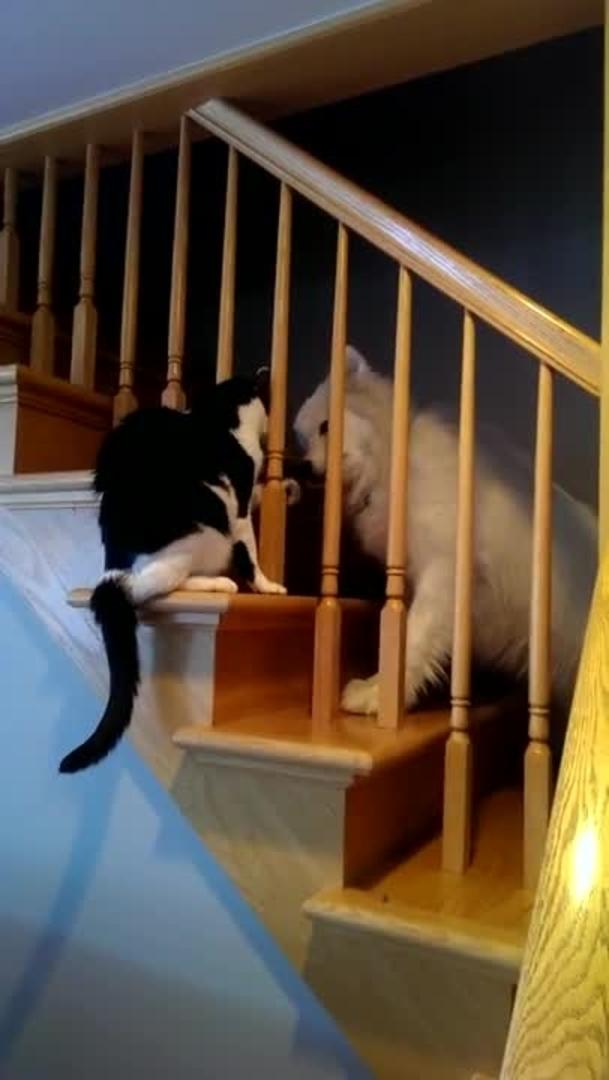 Dog Pushes Cat off Stairs Jukin Licensing
