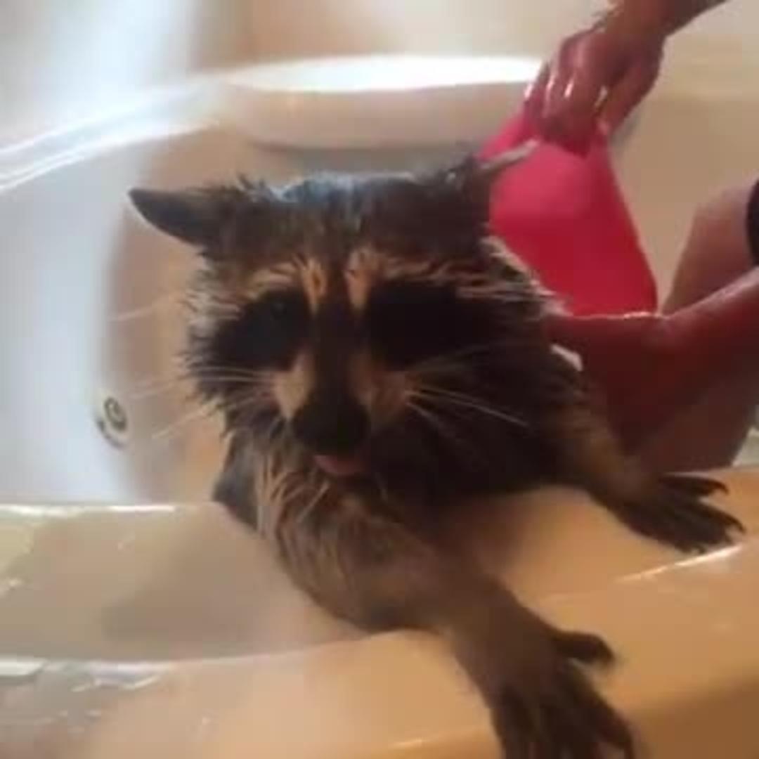 Baby Pet Raccoon Gets Bath Jukin Media Inc
