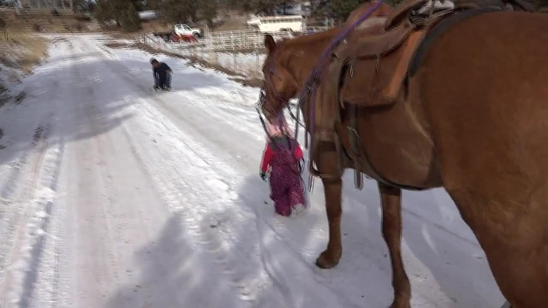 Little Girl Leads Horse Jukin Media Inc