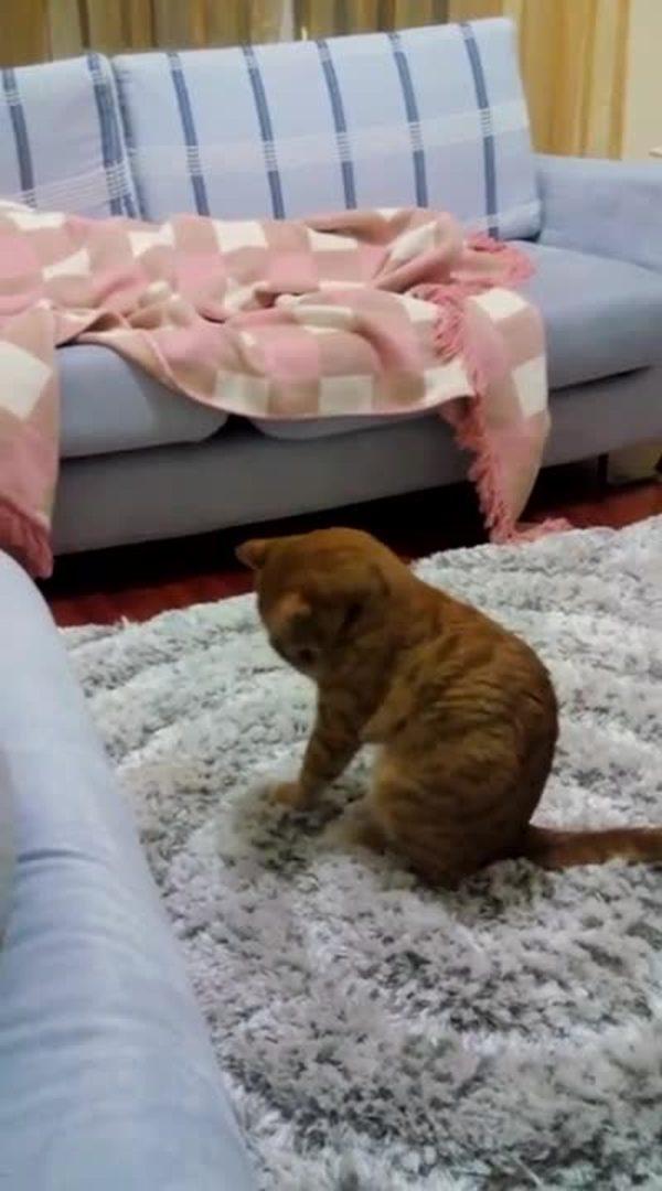 Cat Jumping on Rug Jukin Licensing