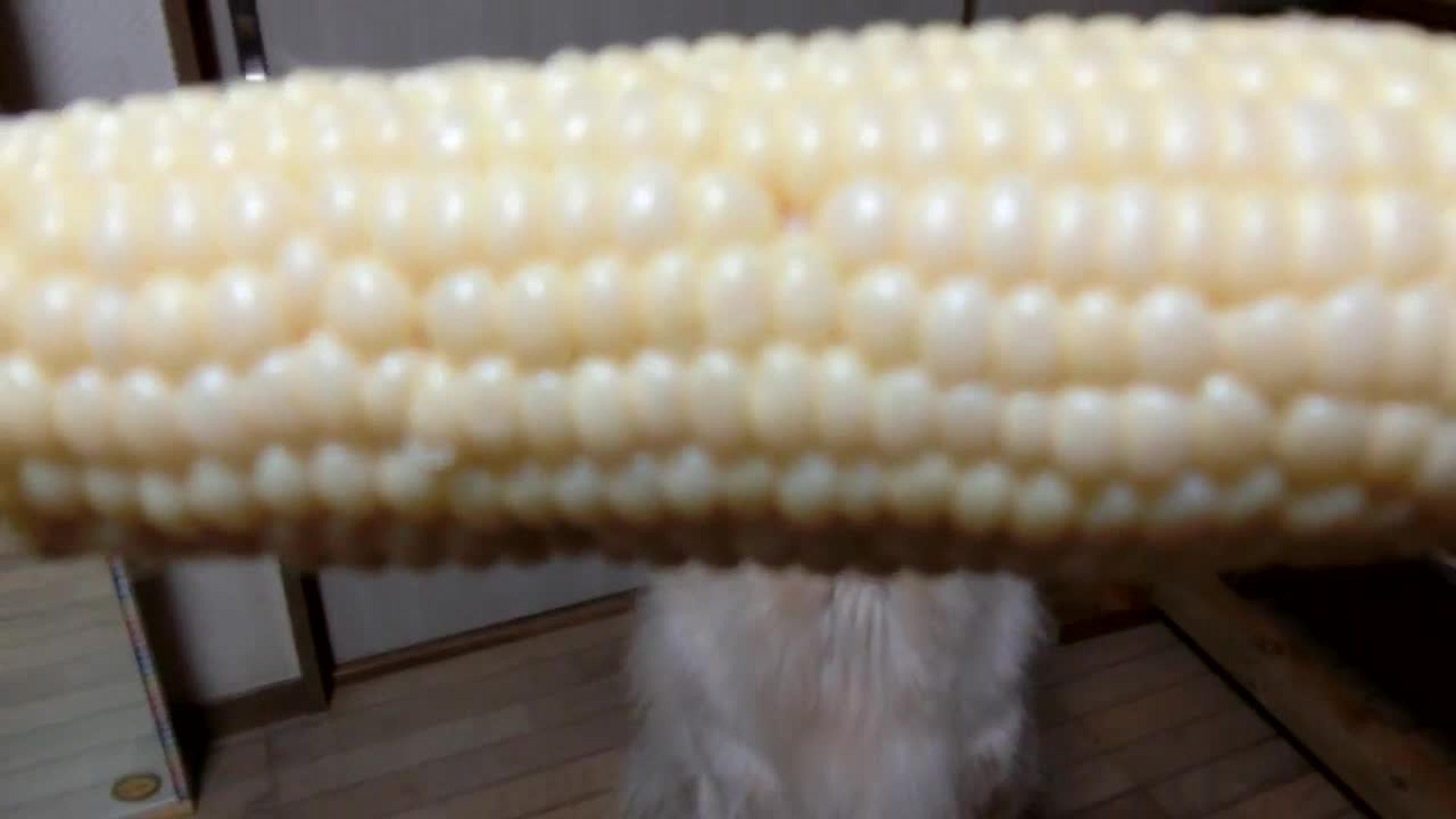 Dog Eats Corn on the Cob Jukin Licensing