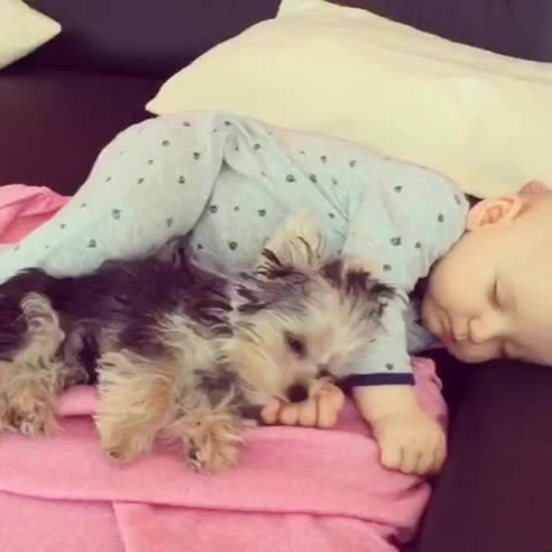 Dog Licks Sleeping Baby Jukin Licensing