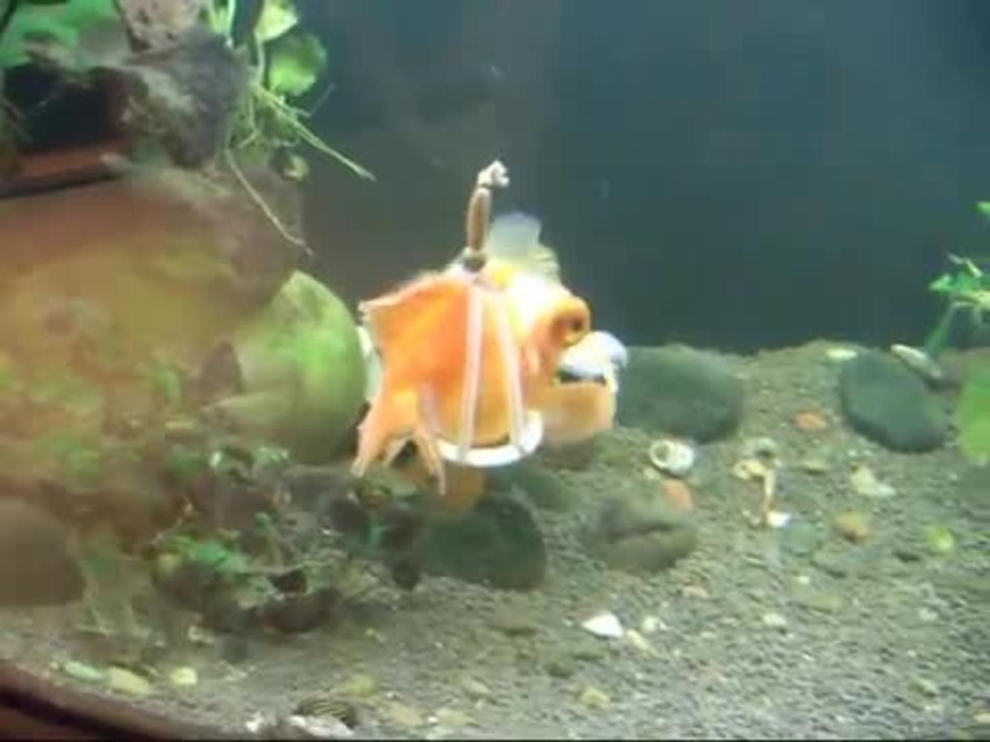 Disabled Goldfish Uses Harness to Float Jukin Licensing