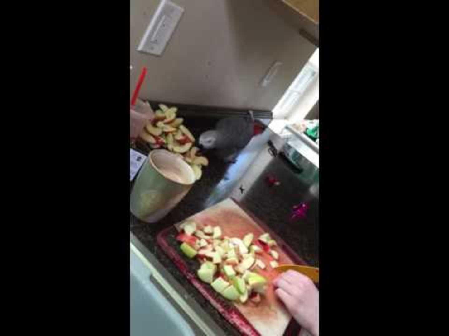 Bird Throws Apples all over Counter Jukin Licensing